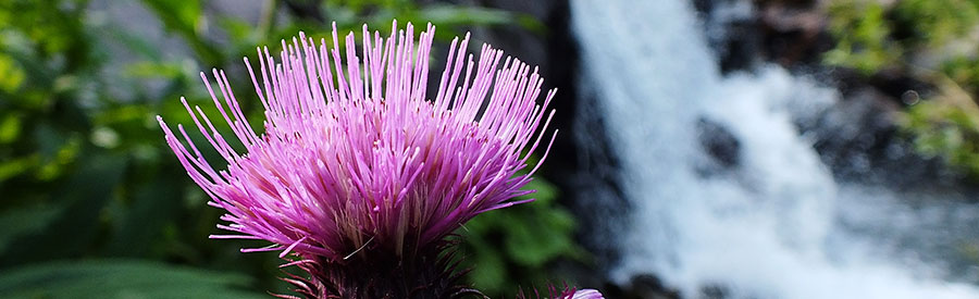 Fiori di bardana con cascatella